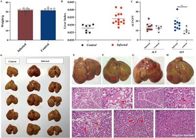 Inflammatory response triggered by avian hepatitis E virus in vivo and in vitro
